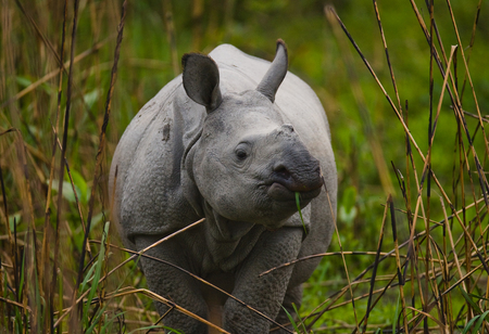 Wild Great one-horned rhinoceros standing in the grass. India. Kaziranga National Park.の写真素材