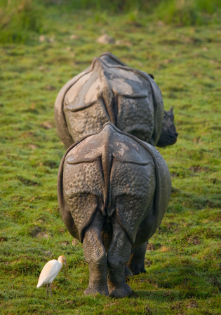 Two Wild Great one-horned rhinoceroses in a national park. India. Kaziranga National Park.の写真素材