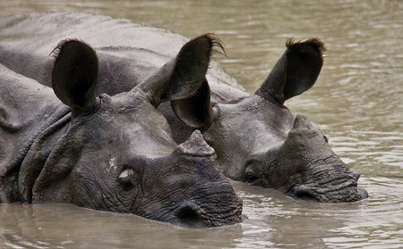 Two Wild Great one-horned rhinoceroses lying in a puddle. India. Kaziranga National Park.の写真素材