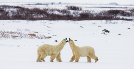 Two polar bears playing with each other in the tundra. Canada. An excellent illustration.の写真素材