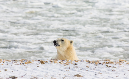 A polar bear on the tundra. Snow. Canada. An excellent illustration.の写真素材