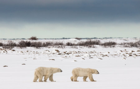 Two polar bears playing with each other in the tundra. Canada. An excellent illustration.