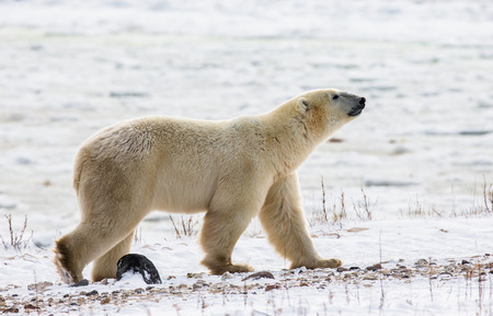 A polar bear on the tundra. Snow. Canada. An excellent illustration.の写真素材