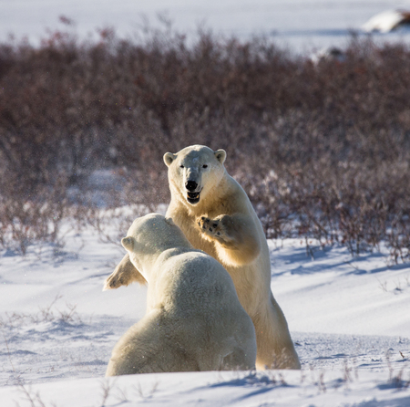 Two polar bears playing with each other in the tundra. Canada. An excellent illustration.の写真素材