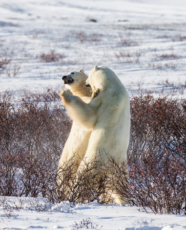 Two polar bears playing with each other in the tundra. Canada. An excellent illustration.の写真素材