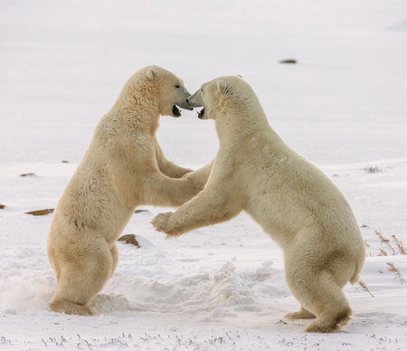 Two polar bears playing with each other in the tundra. Canada. An excellent illustration.の写真素材