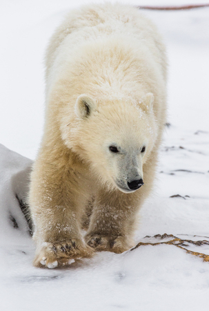 Portrait of a polar bear. Close-up. Canada. An excellent illustration.の写真素材