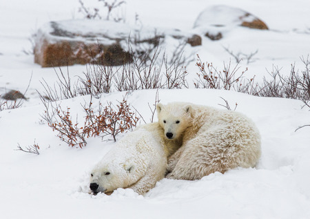 Polar bear lying in snow in the tundra. Canada. Churchill National Park. An excellent illustration.の写真素材