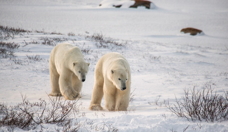 A polar bear on the tundra. Snow. Canada. An excellent illustration.の写真素材