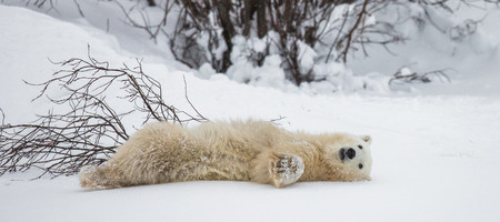 Little Bear plays with a branch in the tundra. Canada. An excellent illustration.の写真素材