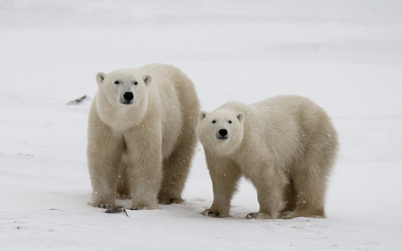 Polar bear with a cubs in the tundra. Canada. An excellent illustration.の写真素材