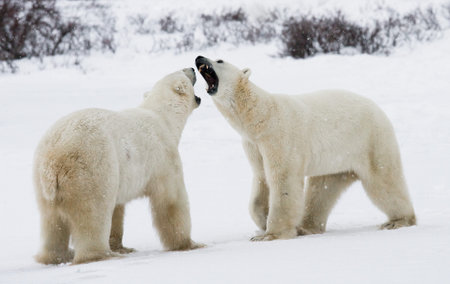 Two polar bears playing with each other in the tundra. Canada. An excellent illustration.