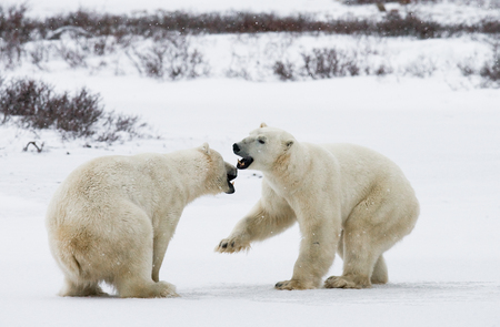 Two polar bears playing with each other in the tundra. Canada. An excellent illustration.の写真素材