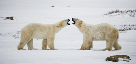 Two polar bears playing with each other in the tundra. Canada. An excellent illustration.の写真素材