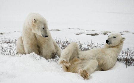 Two polar bears playing with each other in the tundra. Canada. An excellent illustration.の写真素材