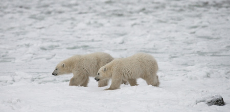 A polar bear on the tundra. Snow. Canada. An excellent illustration.の写真素材