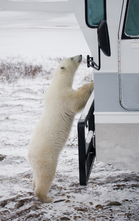 The polar bear came very close to a special car for the Arctic safari. Canada. Churchill National Park. An excellent illustration for travel agencies.の写真素材