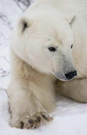 Portrait of a polar bear. Close-up. Canada. An excellent illustration.の写真素材