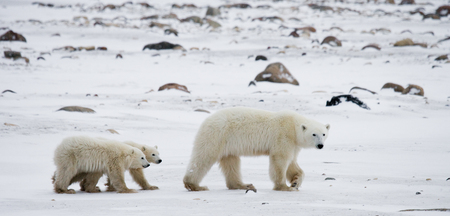 Polar bear with a cubs in the tundra. Canada. An excellent illustration.の写真素材