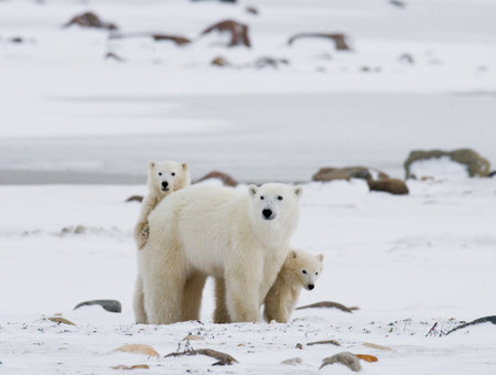 Polar bear with a cubs in the tundra. Canada. An excellent illustration.の写真素材