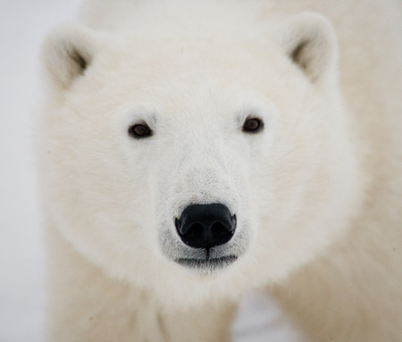 Portrait of a polar bear. Close-up. Canada. An excellent illustration.の写真素材
