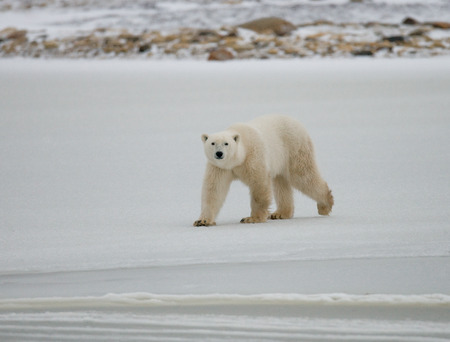 A polar bear on the tundra. Snow. Canada.の写真素材