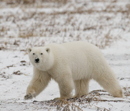 A polar bear on the tundra. Snow. Canada.の写真素材