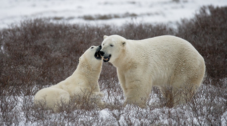 Two polar bears playing with each other in the tundra. Canada.の写真素材