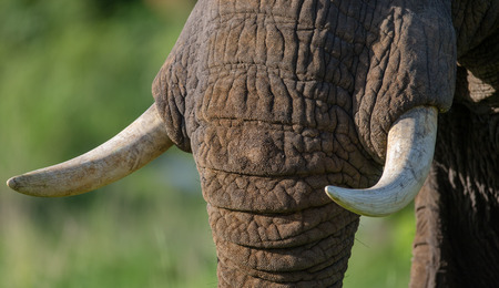 Detail of the head and an elephant tusk. Africa. Kenya. Tanzania. Serengeti. Maasai Mara.の写真素材