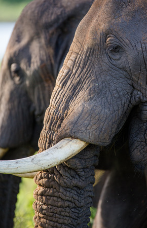 Detail of the head and an elephant tusk. Africa. Kenya. Tanzania. Serengeti. Maasai Mara.の写真素材