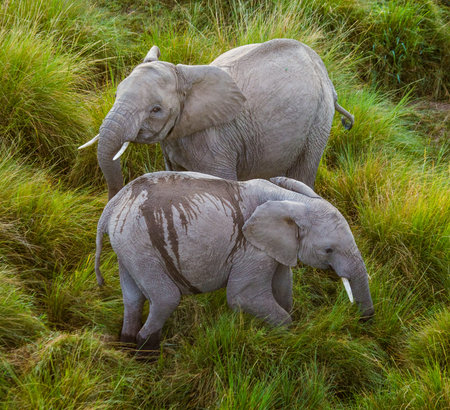 Two elephants in Savannah. Africa. Kenya. Tanzania. Serengeti. Maasai Mara.