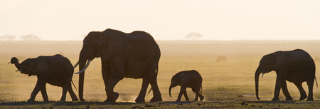 Group of elephants walking on the savannah. Africa. Kenya. Tanzania. Serengeti. Maasai Mara.の写真素材