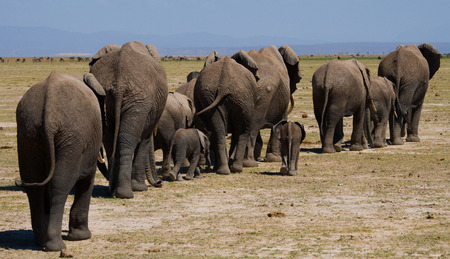 Group of elephants walking on the savannah. Africa. Kenya. Tanzania. Serengeti. Maasai Mara.の写真素材