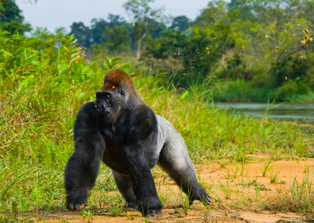 Lowland gorillas in the wild. Republic of the Congo.