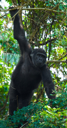 Lowland gorillas in the wild. Republic of the Congo.の写真素材