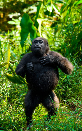 Lowland gorillas in the wild. Republic of the Congo