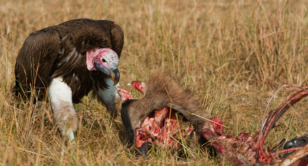 Predatory birds eat the prey in the savannah. Kenya. Tanzania. East Africa.の写真素材