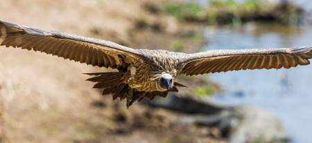 Predatory birds in flight. Kenya. Tanzania. Safari. East Africa. An excellent illustration.の写真素材