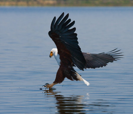 African Fish Eagle at the moment the attack on the prey. Kenya. Tanzania. East Africa.
