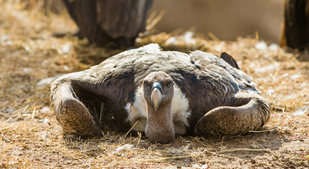 Predator bird is sitting on the ground. Kenya. Tanzania. East Africa.の写真素材