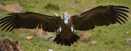 Predatory bird in flight. Kenya. Tanzania.East Africa.