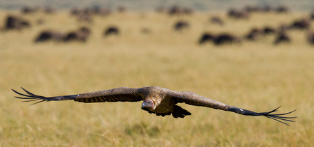 Predatory bird in flight. Kenya. Tanzania.East Africa.の写真素材