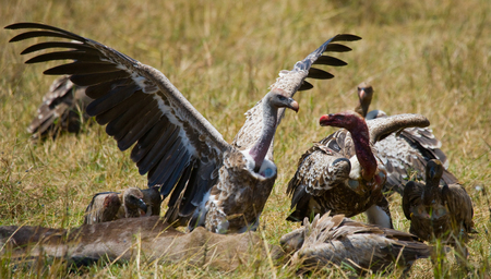 Predatory birds eat the prey in the savannah. Kenya. Tanzania.East Africa.の写真素材