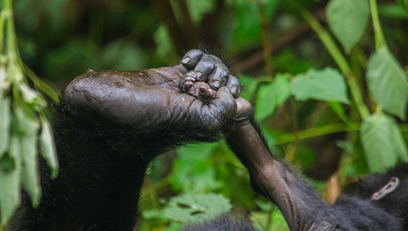 A foot of mountain gorillas. Close-up. Uganda.の写真素材