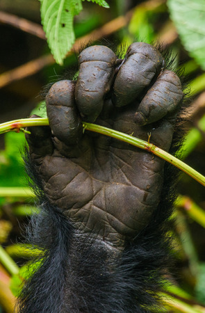 A foot of mountain gorillas. Close-up. Uganda.の写真素材
