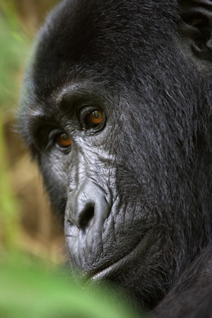 Portrait of a mountain gorilla. Uganda.の写真素材