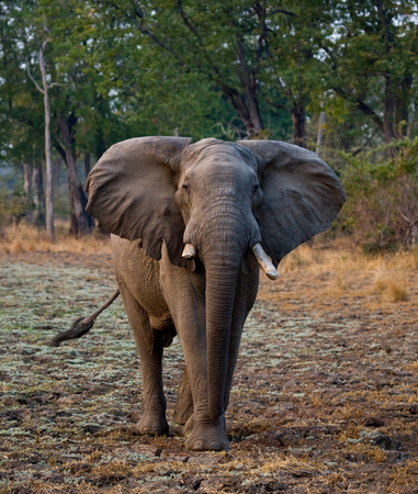 Wild elephant is standing in the bush. Zambia.の写真素材