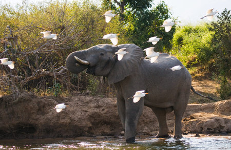 Elephant and white herons. Zambia.