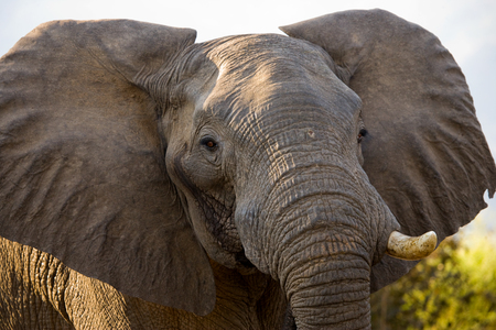 Portrait of the elephant close-up. Zambia.の写真素材