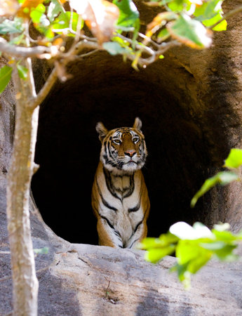 Wild Bengal Tiger in the cave. India.の写真素材